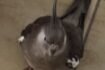 slider-thumb