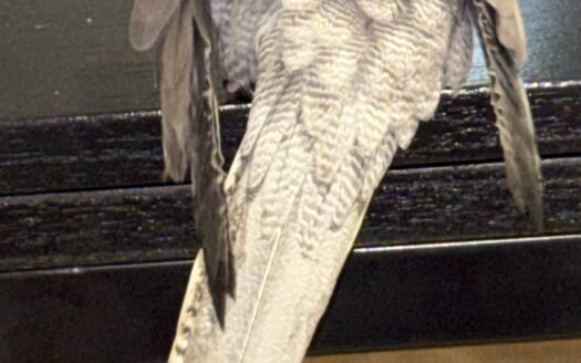 Test móvil iphone